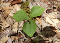 Trillium erectum