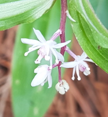 Maianthemum scilloideum
