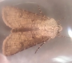 Agrotis segetum