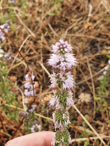 Mentha pulegium image