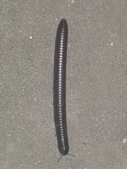 Juliformia