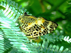 Symbrenthia hypselis