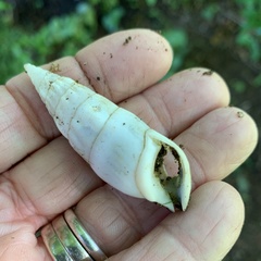 Rhinoclavis vertagus