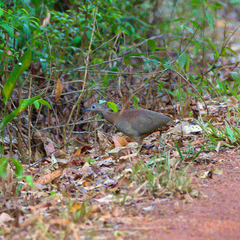 Crypturellus undulatus