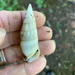 Rhinoclavis vertagus