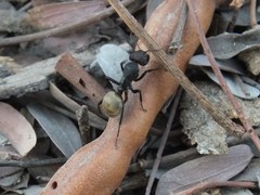 Camponotus sericeus