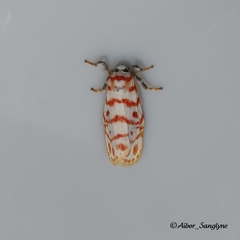 Nephelomilta effracta