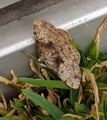 Hypomecis definita