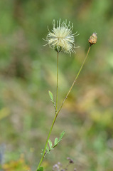 Rhaponticoides kasakorum