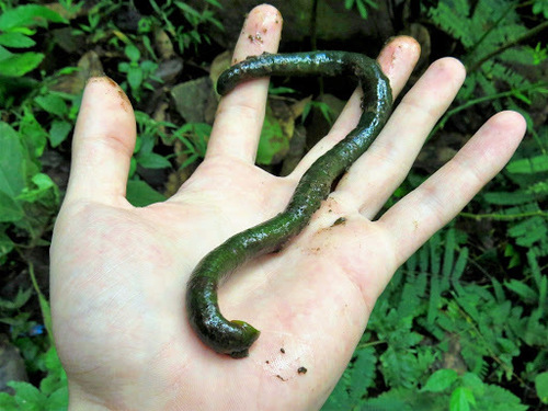 Salifidae