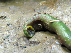 Haemopidae