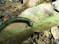 Haemopidae