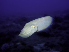 Sepia latimanus