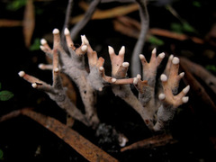 Xylaria