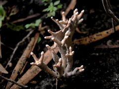 Xylaria
