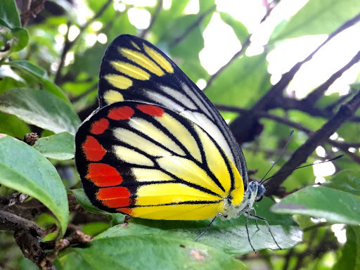 红基粉蝶（Delias hyparete）