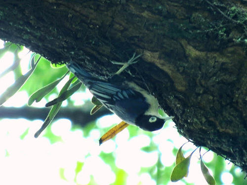 Sitta azurea