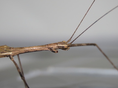 Maculonecroscia shukayi