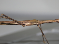 Maculonecroscia shukayi