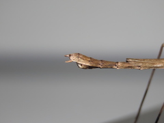 Maculonecroscia shukayi