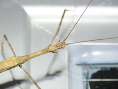 Maculonecroscia shukayi