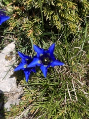 Gentiana occidentalis