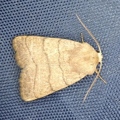 Charanyca trigrammica