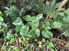 Homalomena philippinensis