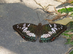 Euthalia adonia pinwilli