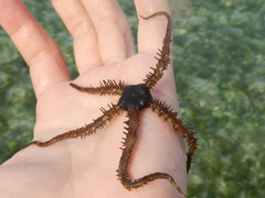 Ophiothrix