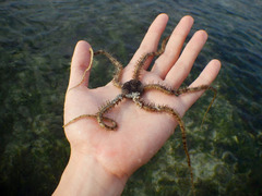 Ophiothrix