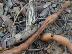 Camponotus sericeus