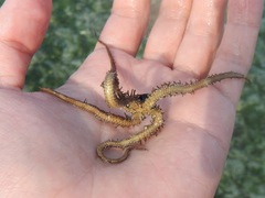 Ophiothrix