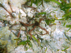 Ophiothrix
