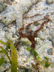 Ophiothrix