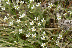 Sabulina nuttallii