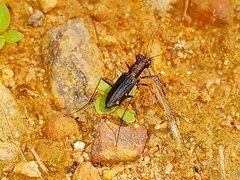Jansenia semisetigerosa