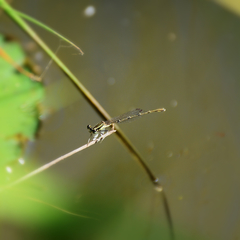 Platycnemis phyllopoda