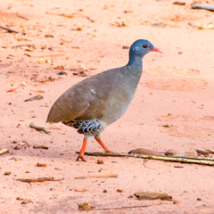 Crypturellus parvirostris