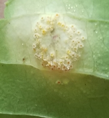 Puccinia recondita