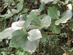 Neonauclea reticulata