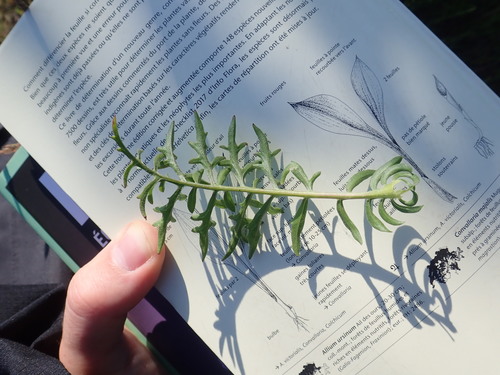 Didžiagalvė bajorė nuotrauka