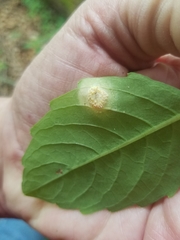 Puccinia recondita