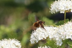 Bombylius mexicanus