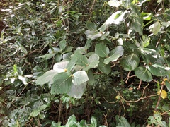 Neonauclea reticulata