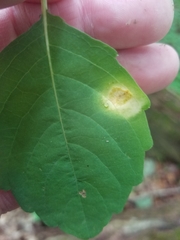 Puccinia recondita