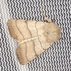 Charanyca trigrammica