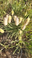 Astragalus lagopoides