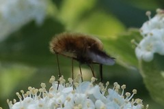 Bombylius mexicanus