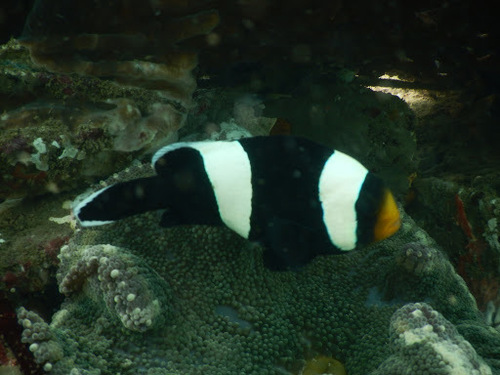 Amphiprion polymnus